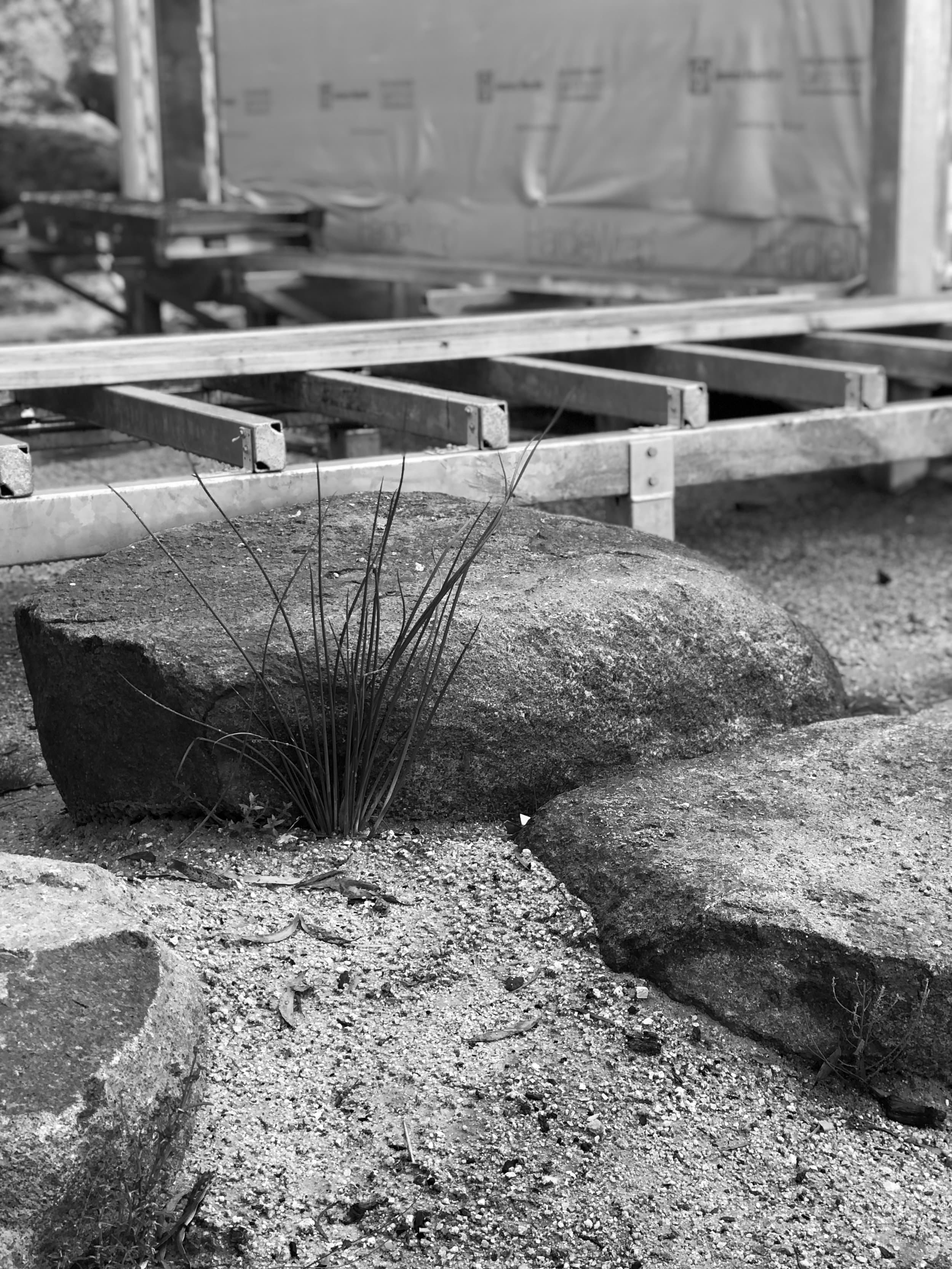 Native grass growing beside granite and the steel pavilion frame
