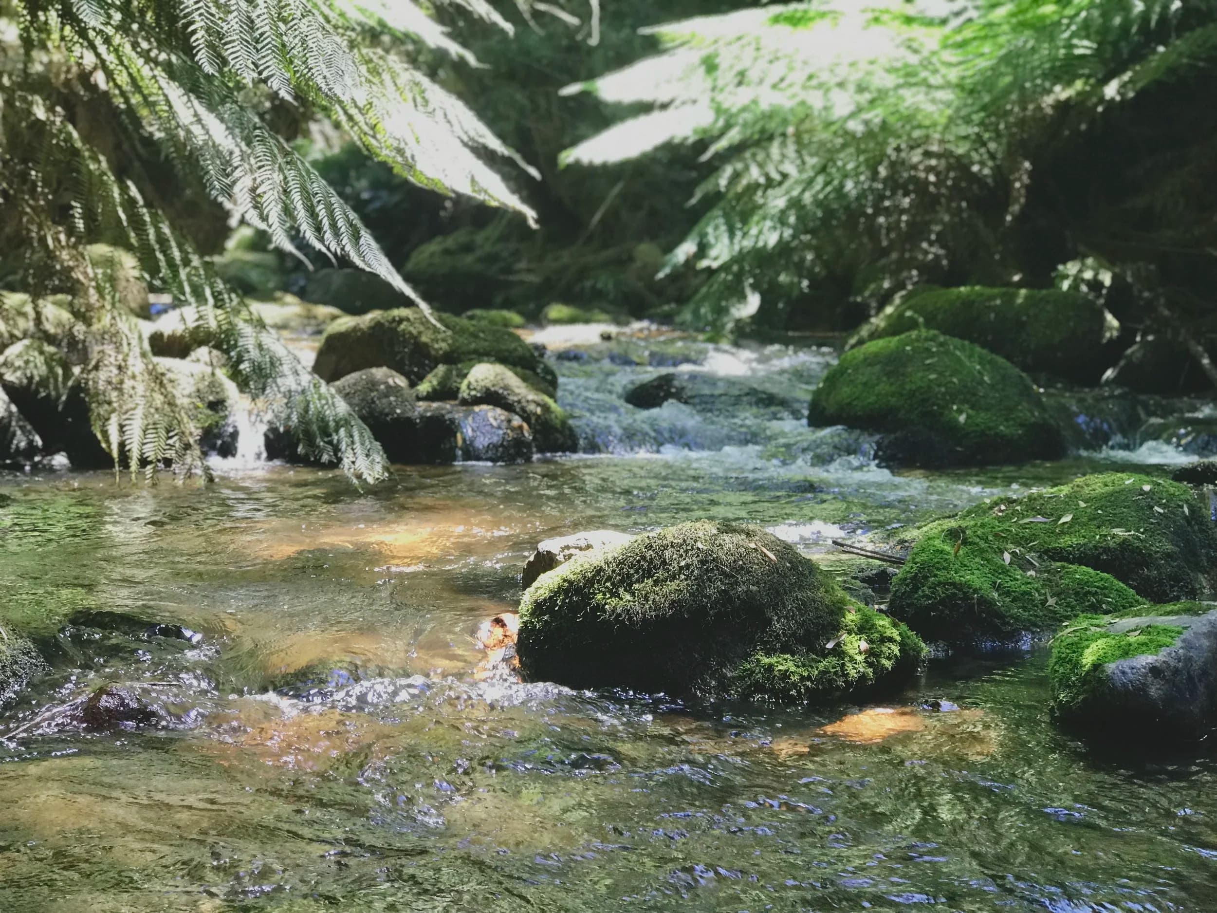 Moss-covered rocks and flowing water in a Tasmanian forest